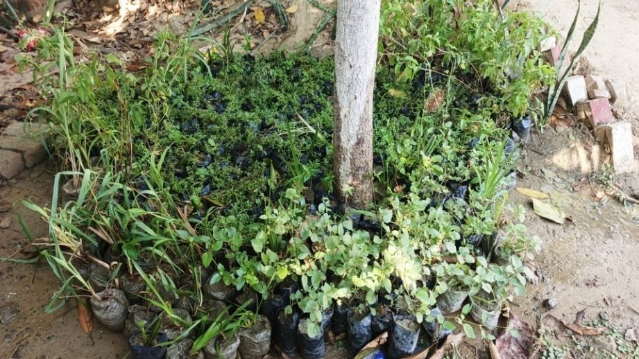 School Herbal Garden site, Gazipur, Barabanki